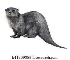 otter otter