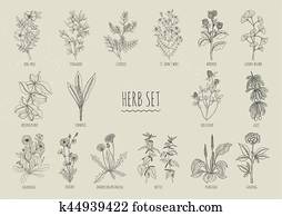 Set of herbs. Collection hand drawn isolated plants. Contour Set of herbs. Collection hand drawn isolated plants. Contour