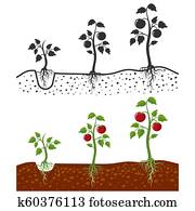 Tomato plant with roots vector growing stages - cartoon style and silhouettes of tomatoes isolated on white background Tomato plant with roots vector growing stages - cartoon style and silhouettes of tomatoes isolated on white background