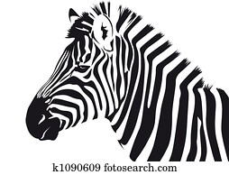 Zebra Zebra