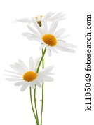 Daisies on white background Daisies on white background