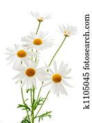 Daisies on white background Daisies on white background