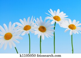 Daisy flowers on blue background Daisy flowers on blue background