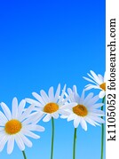 Daisy flowers on blue background