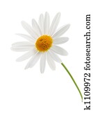 Daisy on white background