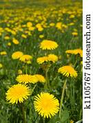 Dandelions field. Dandelions field.
