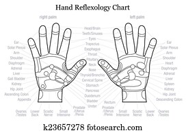 Hand reflexology chart outline
