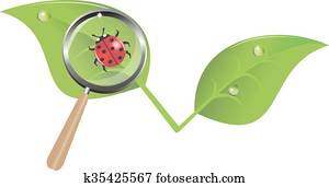 ladybug on a leaf ladybug on a leaf