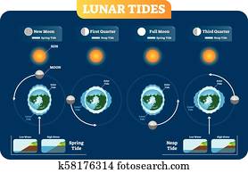 Lunar and Solar tides vector illustration diagram poster. Spring and Neap tide. Lunar and Solar tides vector illustration diagram poster. Spring and Neap tide.