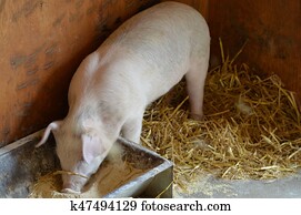 Pig Pig