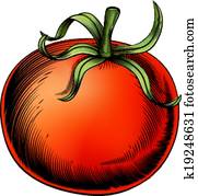 Tomato vintage woodcut illustration Tomato vintage woodcut illustration
