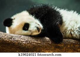 Baby panda cub resting on log Baby panda cub resting on log