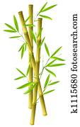 Bamboo