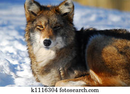 Coyote Coyote