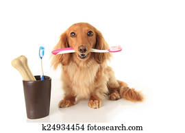 Dog and tooth brush Dog and tooth brush
