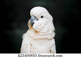 Portrait of a Moluccan Cockatoo (Cacatua moluccensis), or Salmon