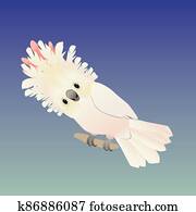 Salmon-crested cockatoo