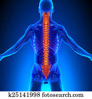 Spine Anatomy with Ciculatory System Spine Anatomy with Ciculatory System