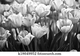 Tulips in black and white Tulips in black and white