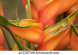 exoticas, flor tropical, abstratos