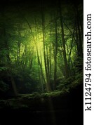 Fantasy forest Fantasy forest