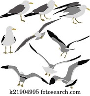 Set black silhouettes of seagulls on white background. Vector il