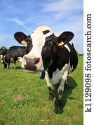 Welcoming cow Welcoming cow