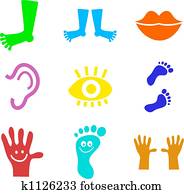 אנטומיה, צורות