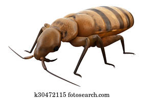 a bed bug a bed bug