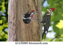 Hungry Baby Woodpeckers Hungry Baby Woodpeckers