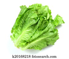 Lettuce Lettuce