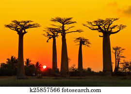 Baobab Images 1000 Baobab Banque De Photos Fotosearch