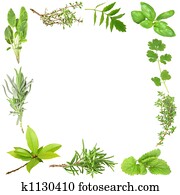 Organic Herbs