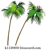 Palms Palms