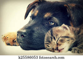 puppy and kitten puppy and kitten