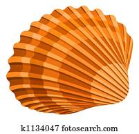 Seashell