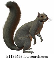 Squirrel Squirrel