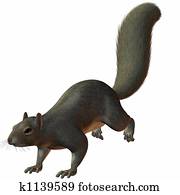 Squirrel Squirrel