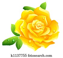 Yellow rose Yellow rose