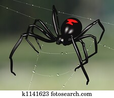 Black Widow Spider Black Widow Spider