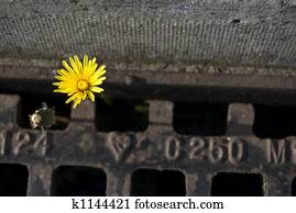 Dandelion growing out of a gully