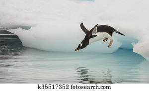 Gentoo Penguin jumping in the water