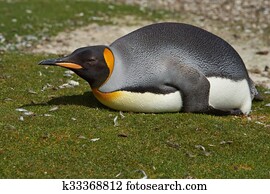 King Penguin Lying on the Ground