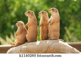 Prairie dogs on rock Prairie dogs on rock