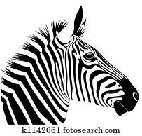 Zebra Zebra