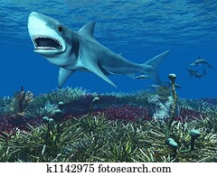 כריש לבן גדול