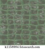 alligator skin alligator skin