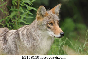 coyote coyote