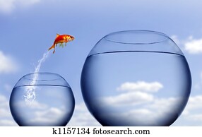 goldfish jumping out of the water