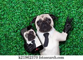 selfie pug dog